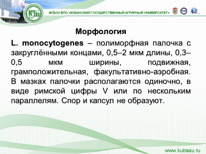Морфология  L. mоnocytogenes – полиморфная палочка с закруглёнными концами, 0,5–2 мкм длины, 0,3–0,5